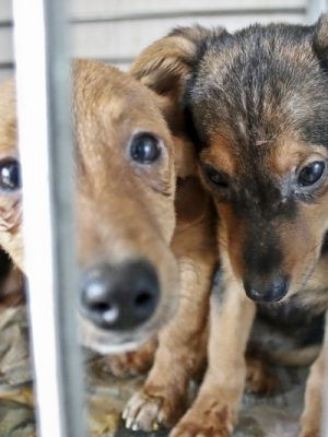 12_07_2016_14_34_a07db08f33700f101fda4fe7cc071565