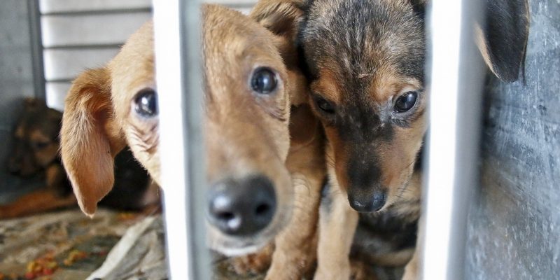 12_07_2016_14_34_a07db08f33700f101fda4fe7cc071565