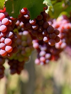 nc-uva-safra3-161218