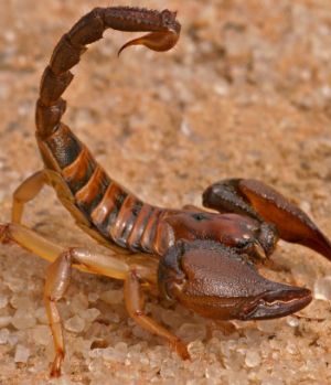 Aggressive scorpion