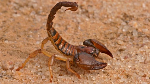 Aggressive scorpion