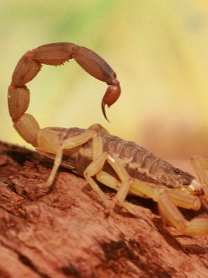 t_serrulatus