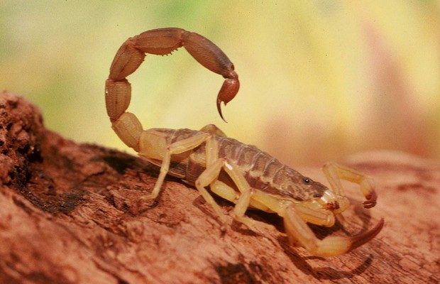 t_serrulatus