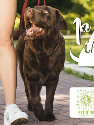 58003996_1128002427392380_3153215158789079040_o