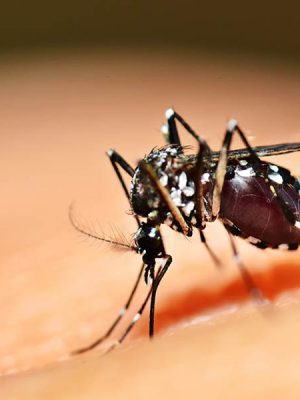 casos-de-dengue-crescem-339-no-brasil-em-2019-quase-mil-cidades-tem-risco-de-surto