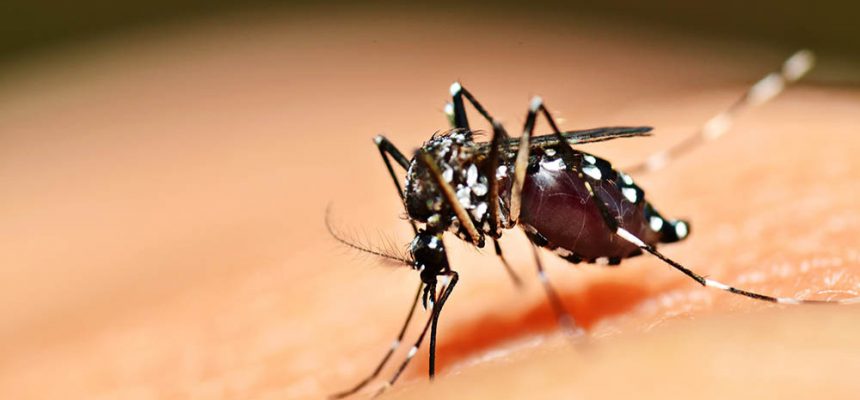 casos-de-dengue-crescem-339-no-brasil-em-2019-quase-mil-cidades-tem-risco-de-surto
