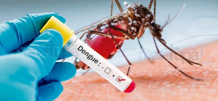 dengue1