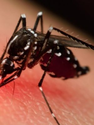 aedes_aegypti