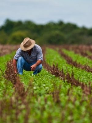 agricultor-rural-safra-colheita-agricultura-780x405