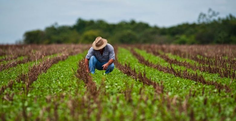 agricultor-rural-safra-colheita-agricultura-780x405