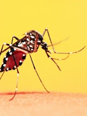 sintomas-da-febre-amarela-facebook